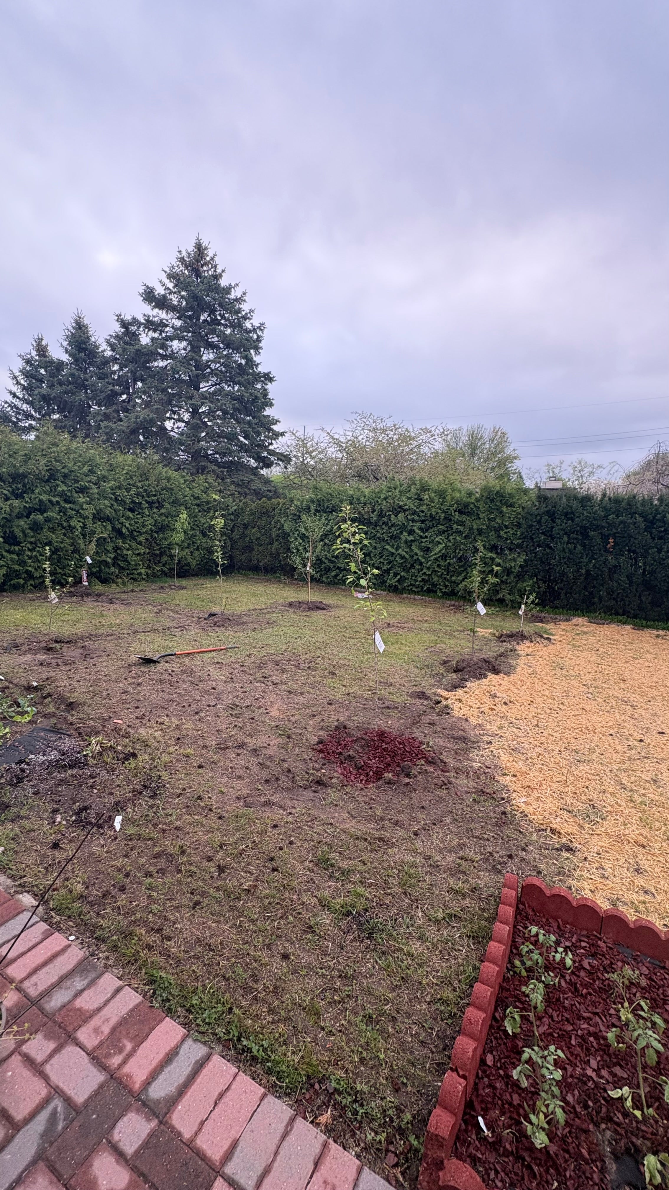 Planted fruit trees
