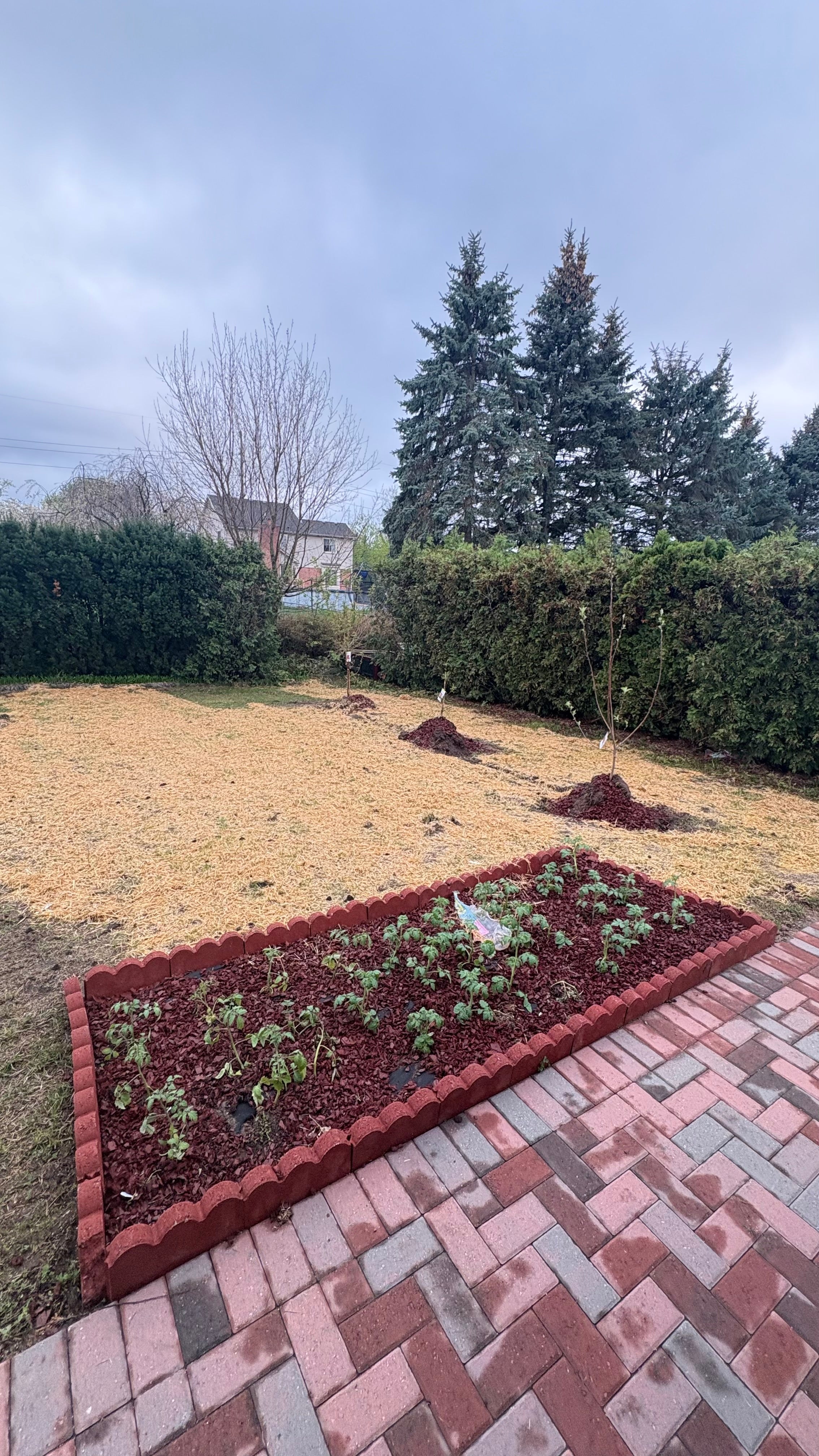 Planted 50 different vegetable kinds