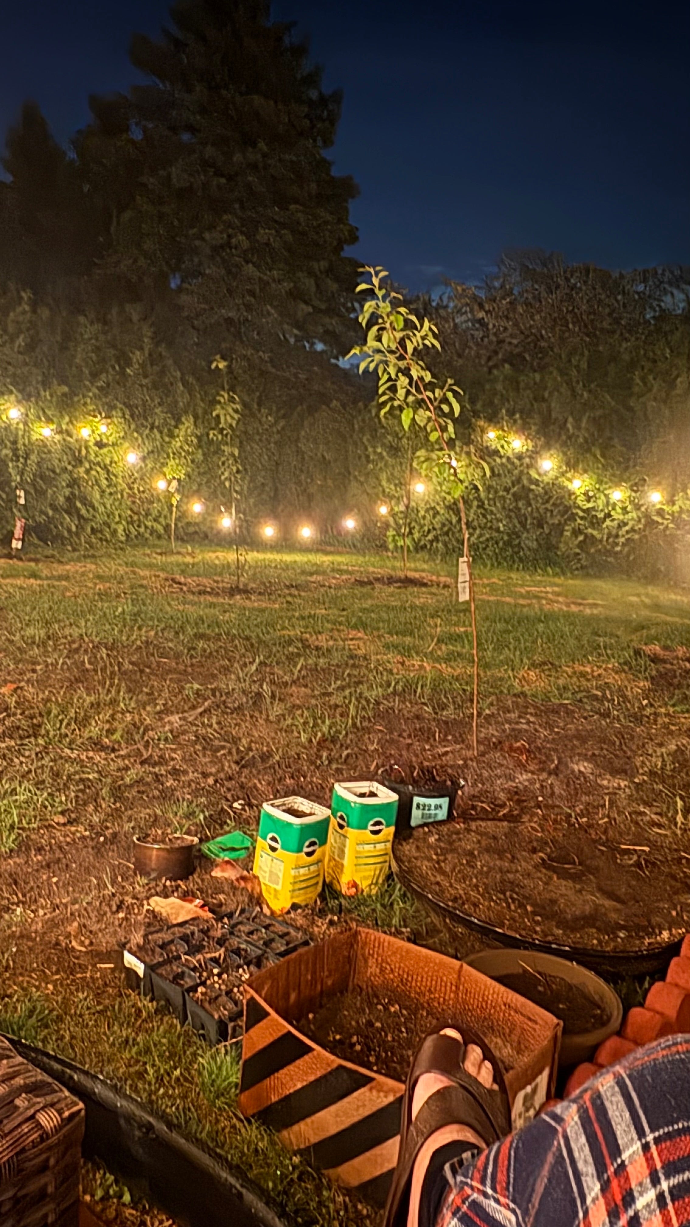 Planting Trees