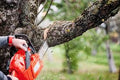 Tree Cutting