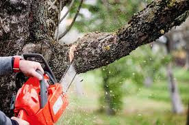 Tree Cutting